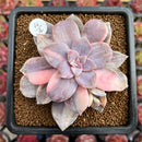 Quetzalcoatlia 'Pentandra Superba' Variegated 3" Succulent Plant Cutting (Formerly Graptopetalum 'Pentandrum Superbum' Variegated)