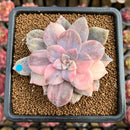 Quetzalcoatlia 'Pentandra Superba' Variegated 3" Succulent Plant Cutting (Formerly Graptopetalum 'Pentandrum Superbum' Variegated)