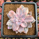 Quetzalcoatlia 'Pentandra Superba' Variegated 3" Succulent Plant Cutting (Formerly Graptopetalum 'Pentandrum Superbum' Variegated)