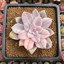 Quetzalcoatlia 'Pentandra Superba' Variegated 3" Succulent Plant Cutting (Formerly Graptopetalum 'Pentandrum Superbum' Variegated)