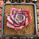 Echeveria 'Luella' 2" Succulent Plant Cutting