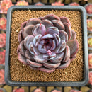 Echeveria 'Odette' 3" Succulent Plant Cutting