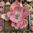Echeveria 'Roselac' Variegated 2"-3" Succulent Plant Cutting