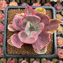 Echeveria 'Roselac' Variegated 2"-3" Succulent Plant Cutting