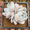 Echeveria 'Ivory' (Sanga) 3" Succulent Plant Cutting