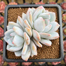 Echeveria 'Ivory' (Sanga) 3" Succulent Plant Cutting