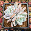 Echeveria 'Ivory' (Sanga) 3" Succulent Plant Cutting