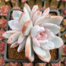Echeveria 'Ivory' (Sanga) 3" Succulent Plant Cutting