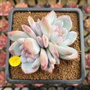 Echeveria 'Ivory' (Sanga) 3" Succulent Plant Cutting
