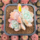 Echeveria 'White Angel' 2" Succulent Plant Cutting