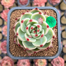 Echeveria 'Blue Dragon' Type B 2" Succulent Plant Cutting