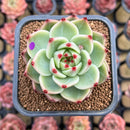 Echeveria 'Blue Dragon' Type B 2" Succulent Plant Cutting