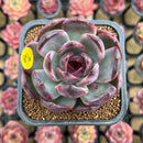 Echeveria 'Black Mink 2" Succulent Plant Cutting