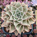 Echeveria 'Madiba' 6"  EXTRA Large Specimen Succulent Plant Cutting