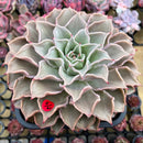 Echeveria 'Madiba' 6"  EXTRA Large Specimen Succulent Plant Cutting