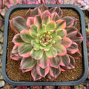 Echeveria Agavoides 'Flamenco' Variegated 5" Succulent Plant Cutting