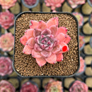 Echeveria 'Quartz Stone' 2" Succulent Plant Cutting