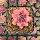 Echeveria 'Quartz Stone' 2" Succulent Plant Cutting