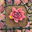 Echeveria 'Quartz Stone' 2" Succulent Plant Cutting