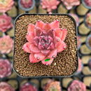 Echeveria 'Quartz Stone' 2" Succulent Plant Cutting