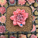 Echeveria 'Quartz Stone' 2" Succulent Plant Cutting