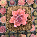 Echeveria 'Quartz Stone' 2" Succulent Plant Cutting