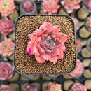 Echeveria 'Quartz Stone' 2" Succulent Plant Cutting