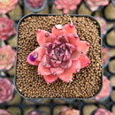 Echeveria 'Quartz Stone' 2" Succulent Plant Cutting