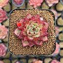 Echeveria Hybrid sp. 1"-2" Seed-Grown Unique Individual Succulent Plant Cutting