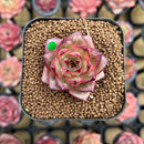Echeveria Hybrid sp. 1"-2" Seed-Grown Unique Individual Succulent Plant Cutting