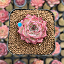 Echeveria Hybrid sp. 1"-2" Seed-Grown Unique Individual Succulent Plant Cutting