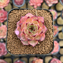 Echeveria Hybrid sp. 1"-2" Seed-Grown Unique Individual Succulent Plant Cutting