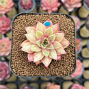 Echeveria Longissima Hybrid Carunculated 1"-2" Succulent Plant Cutting