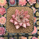 Echeveria Longissima Hybrid Carunculated 1"-2" Succulent Plant Cutting