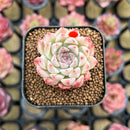 Echeveria 'Hugo' 2" Succulent Plant Cutting