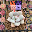 Pachyphytum 'Story Two' 2" Mam&Sister Farm Original Japanese Hybrid Succulent Plant