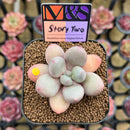 Pachyphytum 'Story Two' 2" Mam&Sister Farm Original Japanese Hybrid Succulent Plant