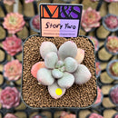 Pachyphytum 'Story Two' 2" Mam&Sister Farm Original Japanese Hybrid Succulent Plant