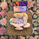 Echeveria 'Yumemi Yugao' ('Brunch Wine' x 'Pink Bubble' Hybrid) 2" Mam&Sister Farm Original Japanese Hybrid Succulent Plant Cutting