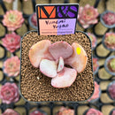 Echeveria 'Yumemi Yugao' ('Brunch Wine' x 'Pink Bubble' Hybrid) 2" Mam&Sister Farm Original Japanese Hybrid Succulent Plant Cutting