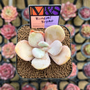 Echeveria 'Yumemi Yugao' ('Brunch Wine' x 'Pink Bubble' Hybrid) 2" Mam&Sister Farm Original Japanese Hybrid Succulent Plant Cutting