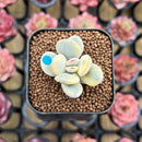 Cotyledon 'Orbiculata' Variegated 1" Small Succulent Plant Cutting