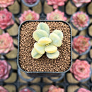 Cotyledon 'Orbiculata' Variegated 1" Small Succulent Plant Cutting