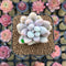 Pachyphytum 'Pink Lover' 2" Succulent Plant Cutting