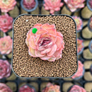 Echeveria 'Onslow' x 'Sugar Heart' 2" Succulent Plant Cutting