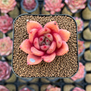 Echeveria 'Red Wine' Hybrid 1"-2" Succulent Plant Cutting