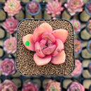Echeveria 'Red Wine' Hybrid 1"-2" Succulent Plant Cutting