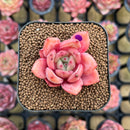 Echeveria 'Red Wine' Hybrid 1"-2" Succulent Plant Cutting