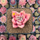 Echeveria 'Red Wine' Hybrid 1"-2" Succulent Plant Cutting