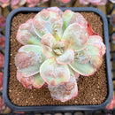 Echeveria 'Garden Bungalow' 4" Succulent Plant Cutting